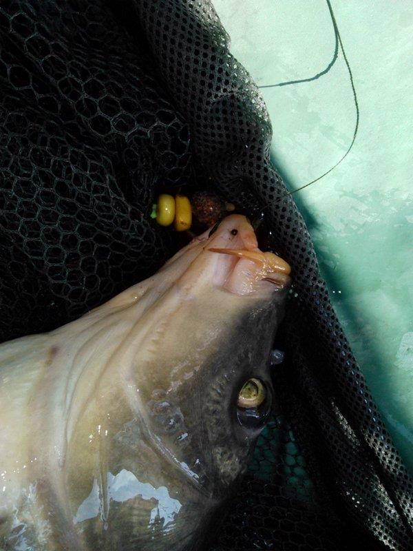 Rosu - Septembrie  2015 - img20150925113037.jpg